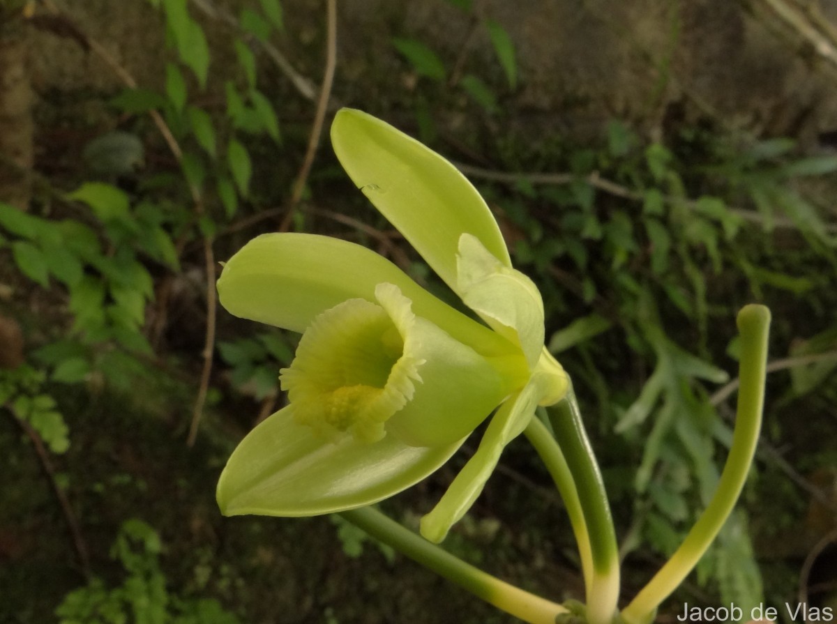 Vanilla planifolia Andrews
